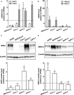 TGFβ Signaling Increases Net Acid Extrusion, Proliferation and Invasion in Panc-1 Pancreatic Cancer Cells: SMAD4 Dependence and Link to Merlin/NF2 Signaling